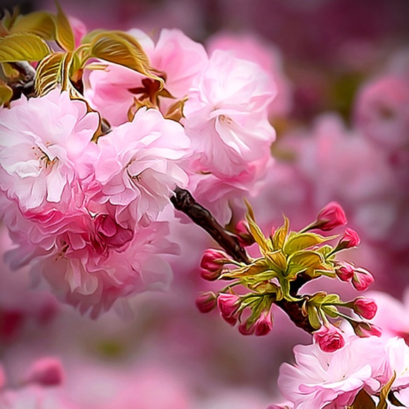 Meet your Posher, Serenity - Picture 1 of 1